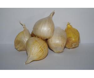 Semi in bulbo (Aglione, Dieci bulbi)