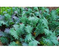 SEMI Kale Hardy a -10 F. ROSSO RUSSO VARIETÀ OAK LEAF CUT VIGOROSO:Seeds