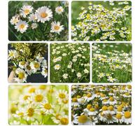 semi Kamille romana - Chamaemelum nobile perennes resistentes para pleno sol Cobertura perenne resistente en extremadamente resistentes cortadas 200pcs