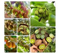 semi kiwi resistenti vaso giardino colonnare Aiuole rialzate giardino ornamentali balcone rialzato 85pcs