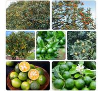 semi kumquat all'arancia di interni esotici Letti elevati per giardino riverdimento tetti resistenti resistenti all'aperto bonsái 225pcs