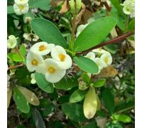 semi La spina de Cristo di interni serrai esotici balcone arbusto farfalle estate ufficio letto elevato giardino perenni resistente in 120pcs