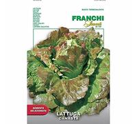 Semi Lattuga Canasta Insalata Franchi Sementi 4g