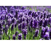 Semi LAVANDA In Busta Ermetica MADE IN ITALY Qualità superiore con 95% di germogliazione con istruzioni