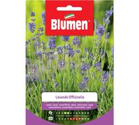 Semi Lavanda officinalis Blumen