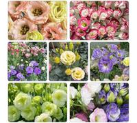 semi lisianthus Copertura perenne resistente giardino del balcone esterno lisianthus silvestres Riverdenizzazione di tetti, arbusto giardino farfalle estate 20pcs