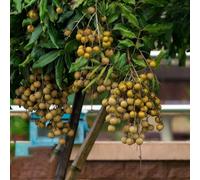 semi longán perenni resistenti sabroso espaldera di giardino perenni resistenti colonnari Letti elevati per il giardino 40pcs