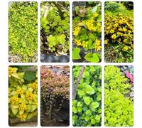 Semi Lysimachia nummularia Copertura balcone primavera giardino perenne per riverdire soffitti selvatici balcone giardino 500pcs