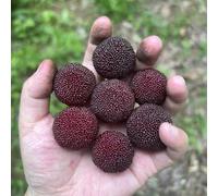 semi Madroño madroño di interni esotici di balcone interno acquistare resistenti in nani Letti elevati per il giardino 10pcs