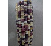 SEMI MAIS FRAGOLA -MAIS NERO- MAIS MULTICOLOR