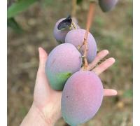 semi mango giardino bonsái Serie di rare per posti soleggiati ornamentali montagna 15pcs