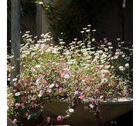 semi margherita spagnola balcone tappezzante di 100pcs