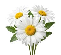 Semi Margheritone Bianco Regina di Maggio | Varietà Precoce e Perenne | Fiori Grandi e Luminosi | Alta Germinazione | Ideale per Giardino e Balcone | Fioritura Abbondante