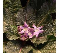 semi medicinali giardino ombra perenne resistenti mandragora di prato letto elevato per balcone 200pcs