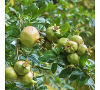 semi melograno ufficio giardino balcone rialzato letto melograno resistenti vaso interno colonnare 450pcs