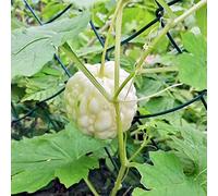 semi melone amaro Letti elevati giardino cucina decorazione ufficio selvaggio riverdimento tetti interni 100pcs