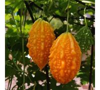 semi melone amaro rampicanti resistenti vaso per resistenti vaso invernali per tetti verdi giardino 150pcs