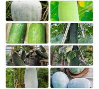 semi melone invernale decorazione ufficio inverno resistenti balcone letti elevati interni cucina giardino 200pcs