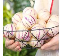 semi melone pera pepino Aiuole rialzate giardino resistenti vaso per decorazione balcone resistenti 500pcs