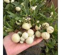 semi melone pera pepino resistenti vaso ornamentali interno Melone pera colonnare decorazione balcone resistenti esterno 200pcs