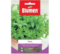 Semi Menta Blumen