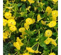Semi Meravigliosi del Perù - ornamentali esotici varietà antiche, rare resistenti resistenti per giardini rocciosi semi di selvatici di per i luoghi 420pcs