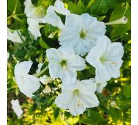 Semi Meravigliosi del Perù - per i luoghi soleggiati varietà antiche, rare resistenti per giardini rocciosi semi di selvatici primaverili 450pcs