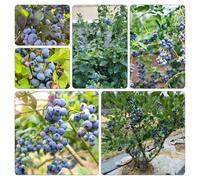 semi mirtillo - selvatiche Aiuole rialzate giardino balcone resistenti colonnare biologica 80pcs