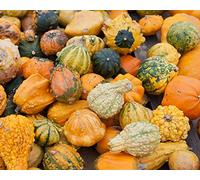 Semi misti squash ornamentali - Cucurbita pepo