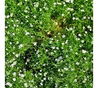 semi muschi stellato tagliati selvaggi balcone giardino estremamente resistente selvaggi primavera decorativa 100pcs