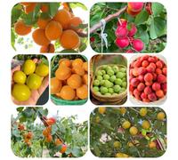 semi nani di albicocca, esotici resistenti alla fresca decorative biologici per il giardino 12pcs