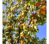 semi nani di albicocca, per aiuole rialzate colonnare resistente da interno di fresca decorazione 30pcs