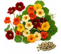 Semi Nasturzio Nano Doppio in Miscuglio | Fiori Colorati Compatti | Ideale per Balcone, Terrazzo e Giardino | Fioritura Abbondante | Facile da Coltivare | Attira Api e Farfalle
