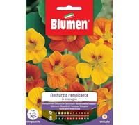 SEMI NASTURZIO RAMPICANTE MIX BLUMEN