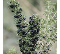 Semi neri di bacche di Goji, regali sostenibili semi di wolfberry, arbustive resistenti 400pcs