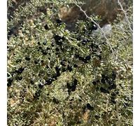 Semi neri di bacche di Goji, semi di wolfberry, cespuglio esotiche 200pcs