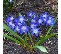 semi neve splendente - Chionodoxa giardino selvatici balcone decorazioni giardino esterni d'appartamento esotiche selvatiche balcone 250pcs