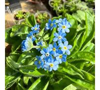semi Non ti scordar di me Myosotis Sylvatica giardino resistenti Decorazione balcone giardino decorativo tagliato resistente 500pcs
