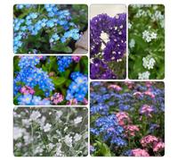 semi Non ti scordar di me - Myosotis Sylvatica giardino resistenti Decorazione balcone serra giardino decorativo tagliato estremamente resistente 500pcs