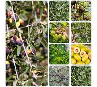 semi olivo olivi - resistenti giardino decorativi giardino riverdimento tetti balcone Letti elevati 20pcs