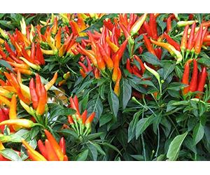 Semi Ornamentali: Ornamentali Peperoncino Rosso, Arancione, Giallo, Viola, Lavanda, e Packet Bianco Misto per Gli Amanti del Giardino Giardino [Home Garden See Seeds ONLY