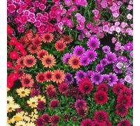 Semi Oro di mezzogiorno balcone primavera in resistente bonsái interno Copertura perenne resistente giardino interno arbusto farfalle 80pcs