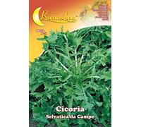 SEMI ORTO CICORIA SELVATICA