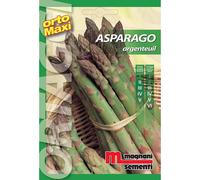 Semi orto maxi Asparago Argenteuil