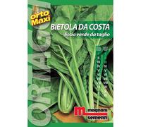 Semi orto maxi Bietola da costa liscia
