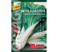 Semi orto maxi Bietola da costa verde