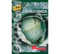 Semi orto maxi Cavolverza mantovana