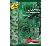 Semi orto maxi Cicoria a grumolo verde