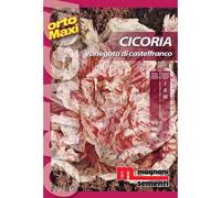 Semi orto maxi Cicoria variegata castelfranco