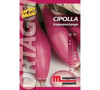 Semi orto maxi Cipolla tropeana